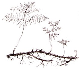 Rhizome Long-creeping